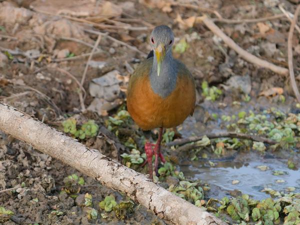 Cayennebosral (Aramides cajaneus)